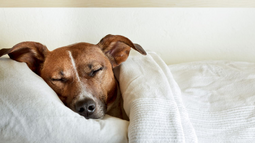 dog-sleeping-in-bed-today-stock-tease-151211.jpg