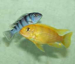Maylandia_lombardoi.jpg